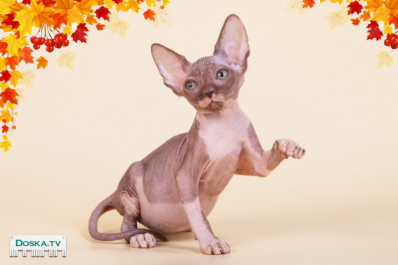 канадский сфинкс екатеринбург. канадский сфинкс екатеринбург. канадский сфинкс екатеринбург. екатеринбургский сфинкс. канадский сфинкс екатеринбург.