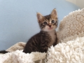Домашняя кошка - Фото: 3