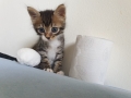 Домашняя кошка - Фото: 4