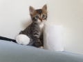 Домашняя кошка - Фото: 5